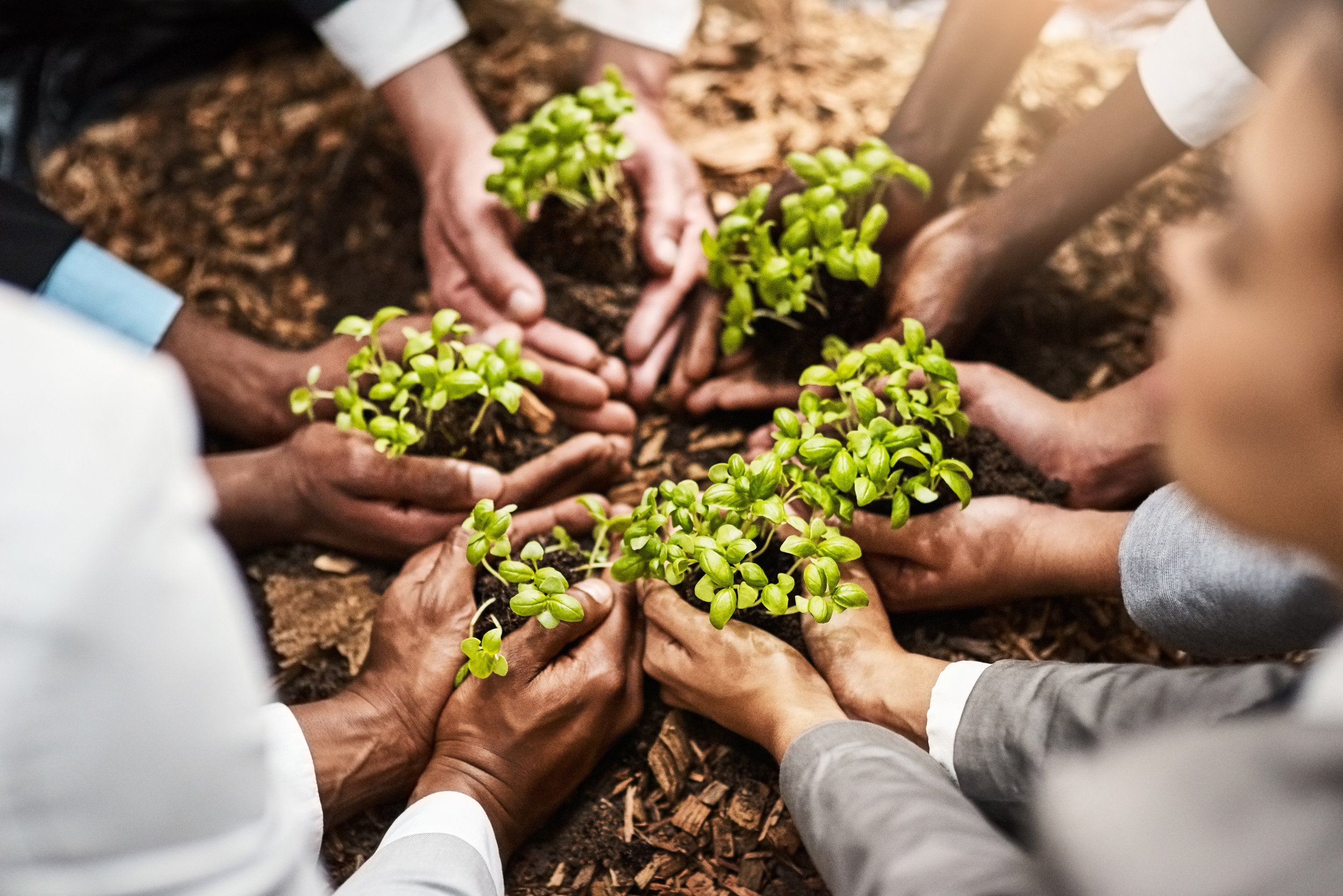 People holding seedlings together over the soil